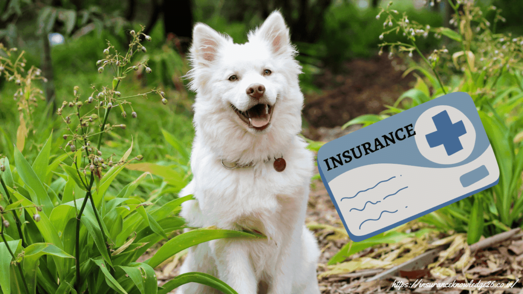 Health Insurance Motor Insurance Home Insurance Fire Insurance Travel Insurance Dog Pet Insurance Property Insurance
